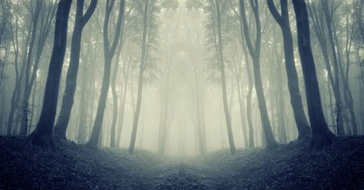 a forest in the mist, image taken from bottom of trees, upwards.